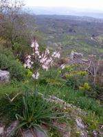 Mystras