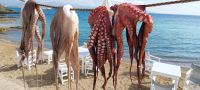 Oktopus auf der Leine zum Trocknen Griechenland Essen Kykladen @Anette Rietz EHT