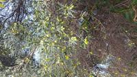 Oliven am Baum