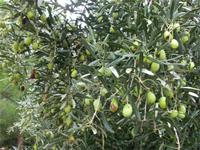 Oliven in Mykene