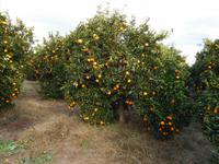 Orangenbäume