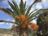 Palmen in Itilo