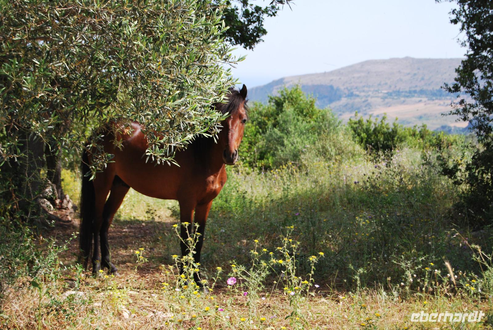 Pferd auf Kreta