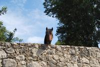 Pferd auf Kreta