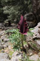Samaria Schlucht