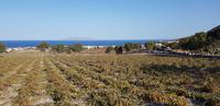 Santorin - Weinverkostung im Weingut Argyros