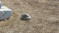 Schildkröte in der Agora