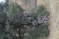 Uralter Olivenbaum