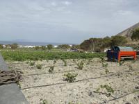 Weinberge Estate Agyros