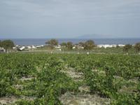 Weinberge Estate Agyros