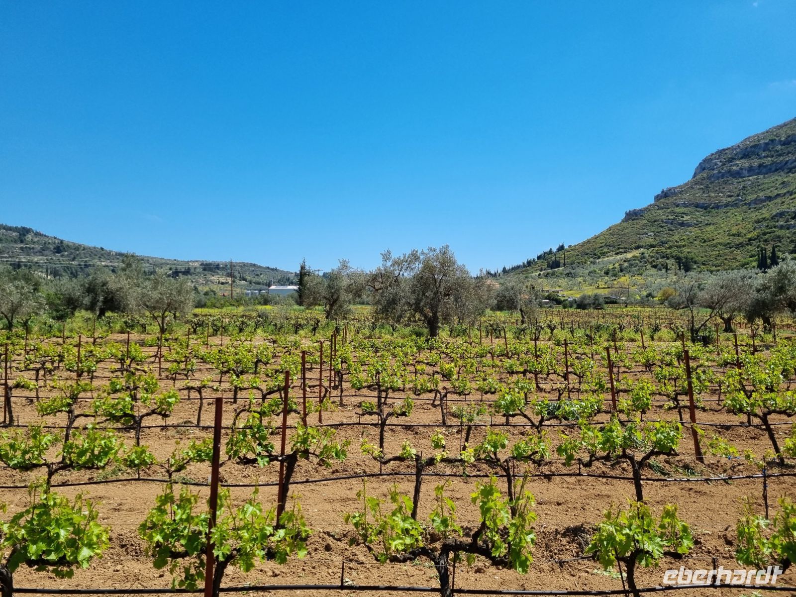 Weingut 