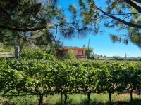 Weingut 