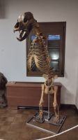 wurde in der Höhle gefunden