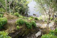 Junge wilde Rhodondendren an Loch Lomond