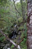 einer von vielen Bächen, die in Loch Lomond fließen