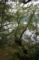 Neues Leben aus alter Baumwurzel