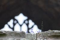 Blümchen auf der Mauer