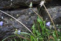 Blumen am Hadrianswall 