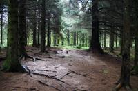 Wald bei Carron Valley Reservoir