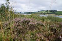 Heide bei Carron Valley Reservoir