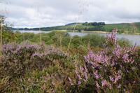 Heide bei Carron Valley Reservoir