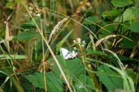 Schmetterling an Brombeerblüte, Carron Valley Reservoir