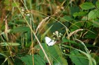 Schmetterling an Brombeerblüte, Carron Valley Reservoir