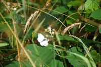Schmetterling an Brombeerblüte, Carron Valley Reservoir