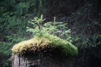 Auf Fichtenstumpf wachsen im Moos junge Fichtentriebe
