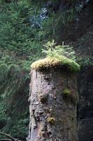 Bäumchen wachsen aus bemoostem Baumstumpf