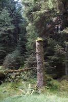 Bäumchen wachsen aus bemoostem Baumstumpf