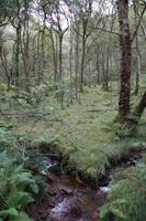 Wald am Loch Lomond