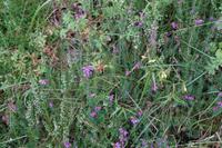 Heidekraut und anderes 