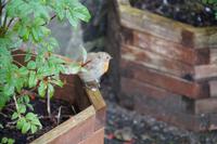 Rowardennon Lodge, Rotkehlchen