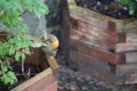 Rowardennon Lodge, Rotkehlchen