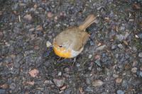 Rowardennon Lodge, Rotkehlchen