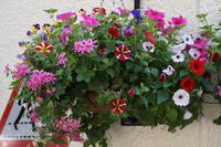 Ob diese Blumen in der Oban Distillery mit Whisky gegossen wurden?