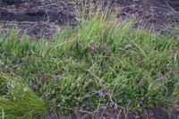 Heide in Rannoch Moor