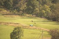 drei Hirsche bei Glenfinnan