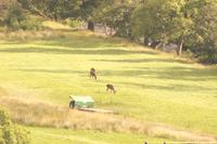 drei Hirsche bei Glenfinnan