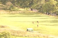 drei Hirsche bei Glenfinnan