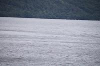 Da bewegt sich doch was im Wasser? 