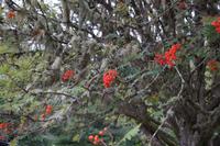 flechtenbehangene Ebereschen, Loch Tummel