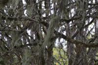 Flechten (an Ebereschen)