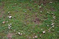 Fairy Ring/Hexebkreis/Myzel, Dunkeld