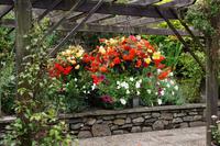 Blumenpracht in Dunkeld