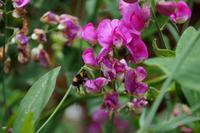 Hummel interessiert sich für Bohnenblüte