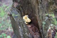 Pilz in Baumüberrest