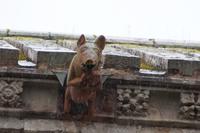 Das dudelsackspielende Schwein, Melrose Abbey 