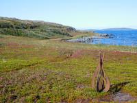 L'ans aux Meadows